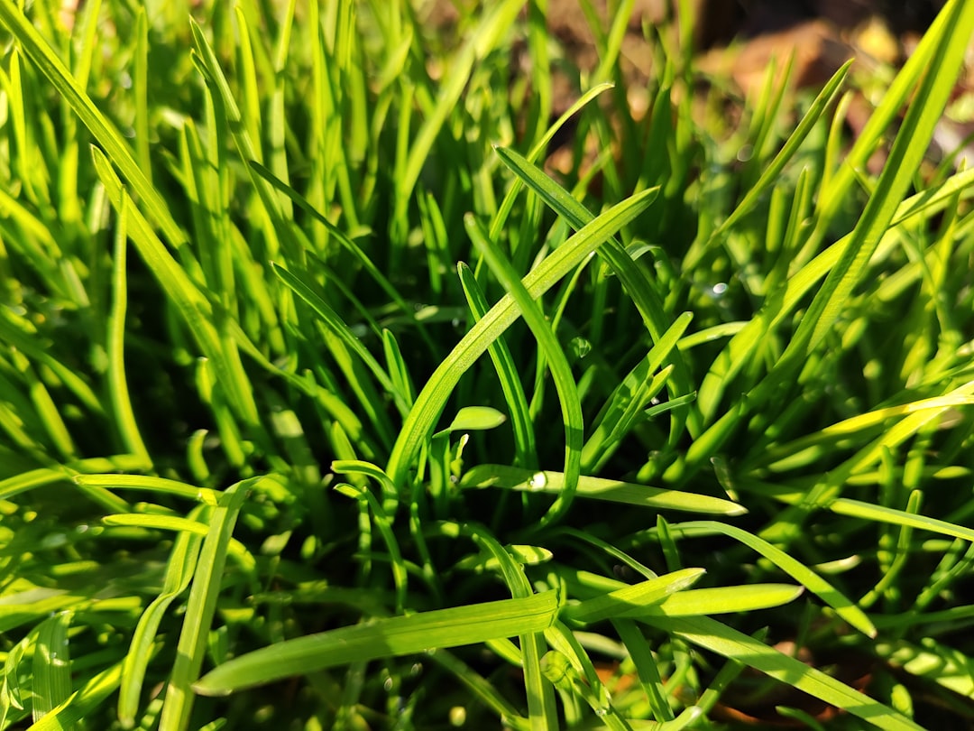 The Beginners Guide to Lawn Care